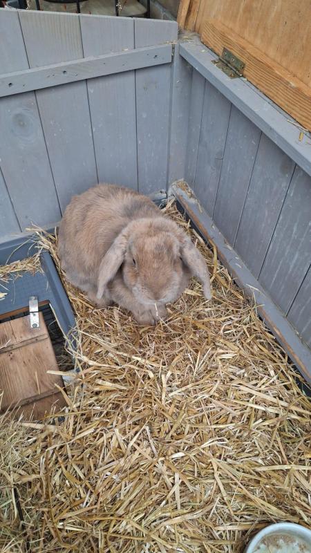 Bungee