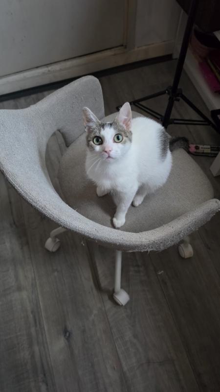 Kaat
