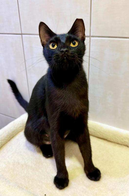 Marge