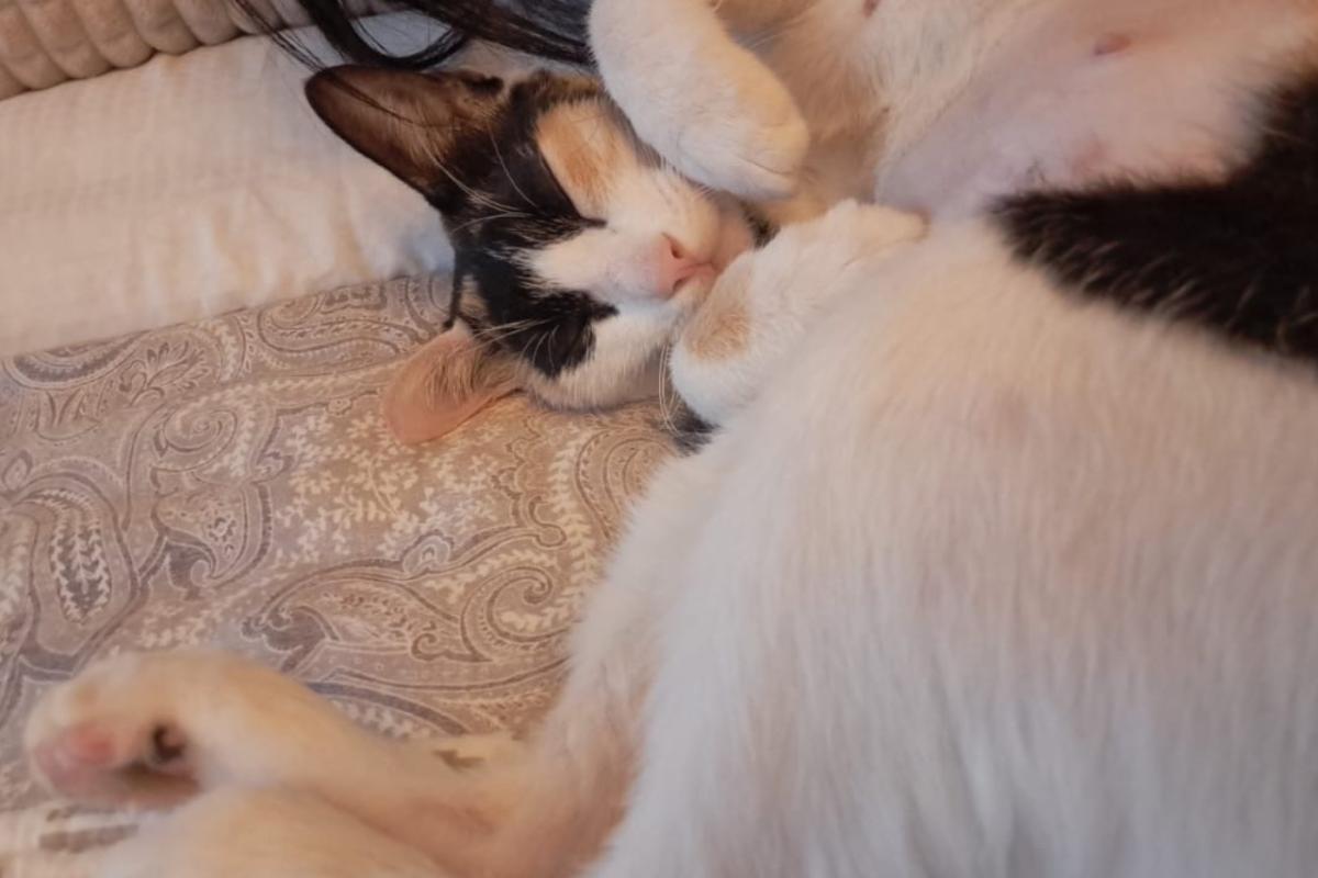 Callie