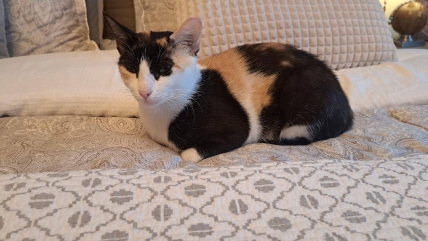 Callie