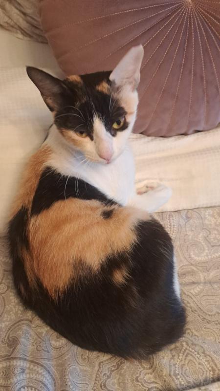 Callie