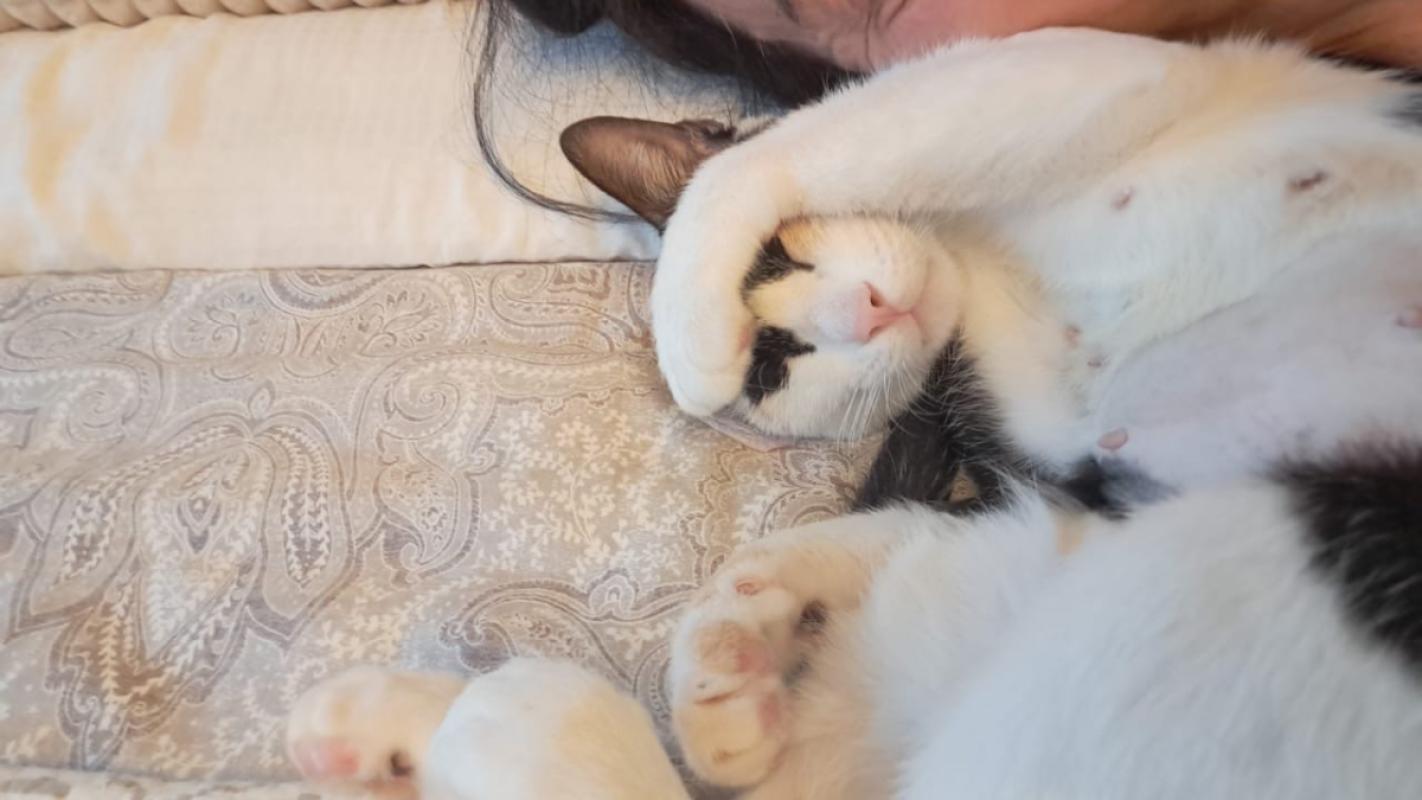 Callie