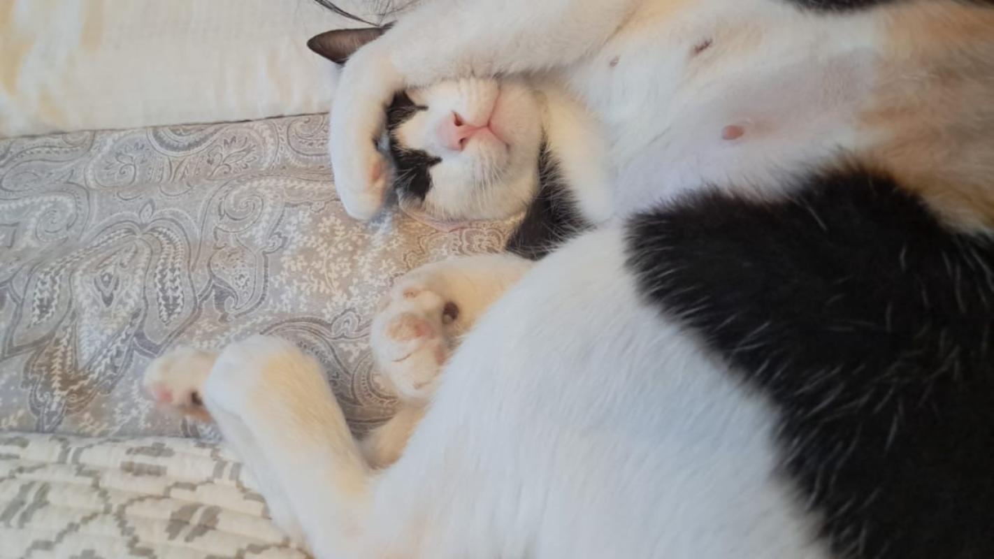 Callie