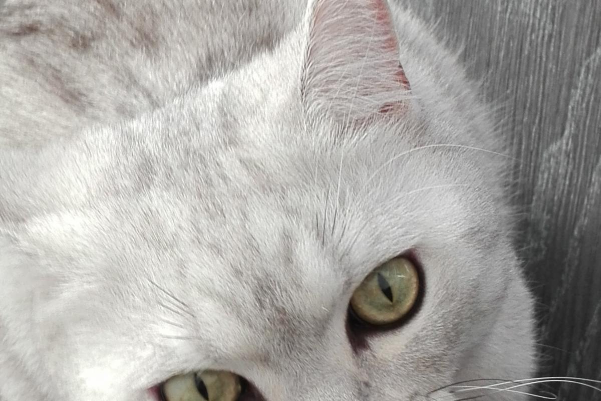Binky