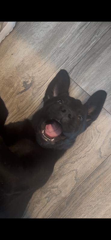 Levi