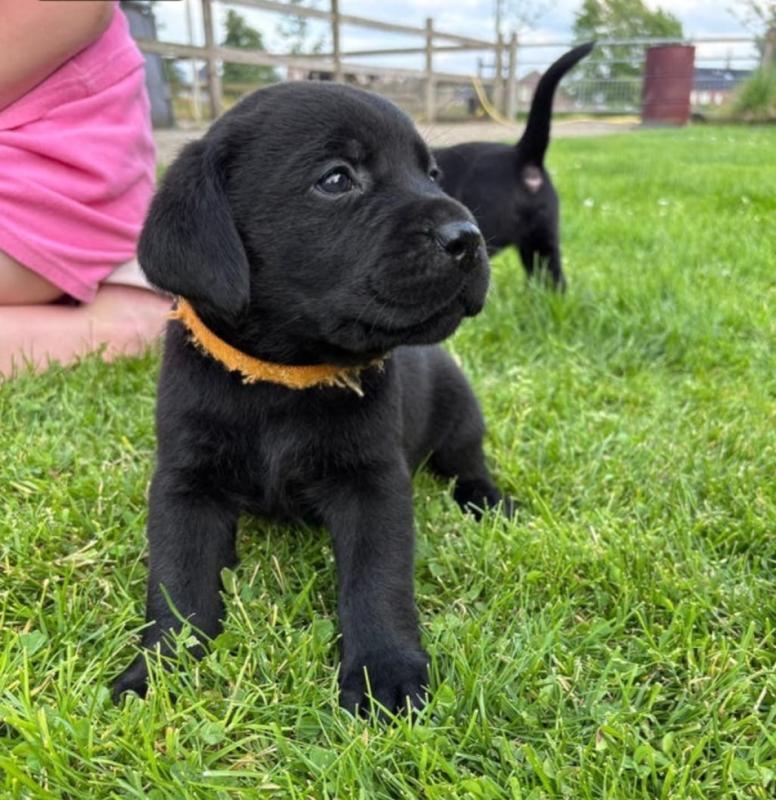 Levi