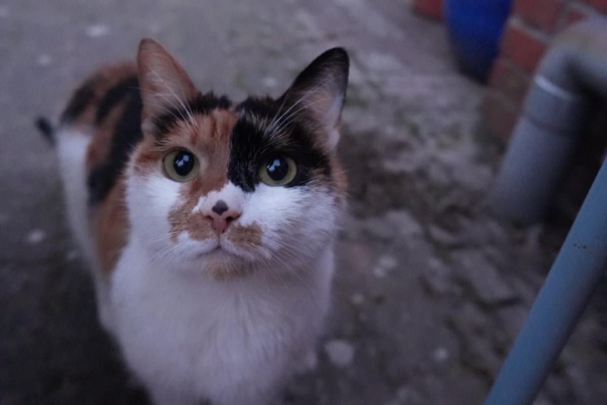 Tofu