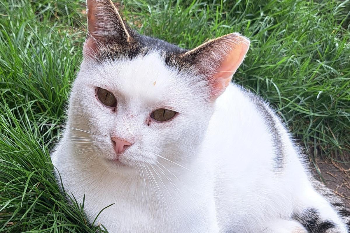 Figo