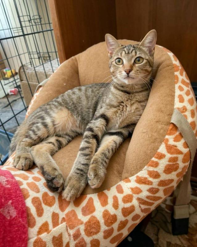 Maisey