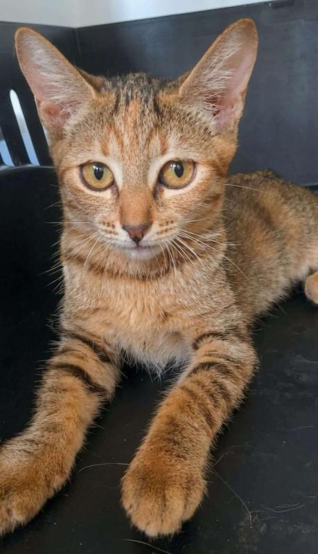 Minette