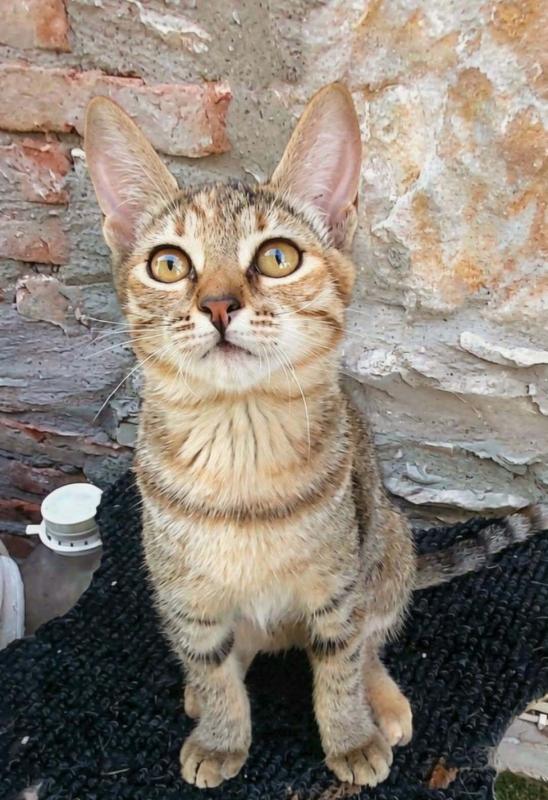 Minette