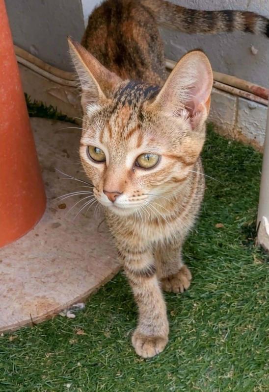Minette