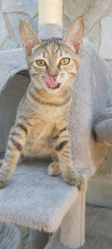 Minette