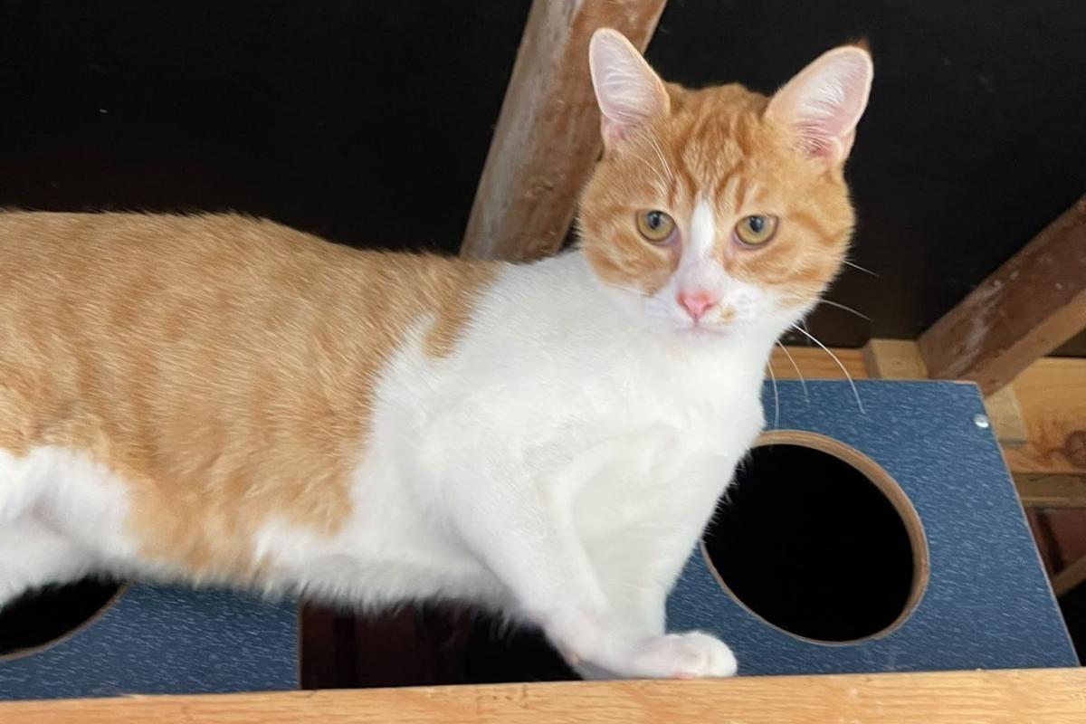 Kormos
