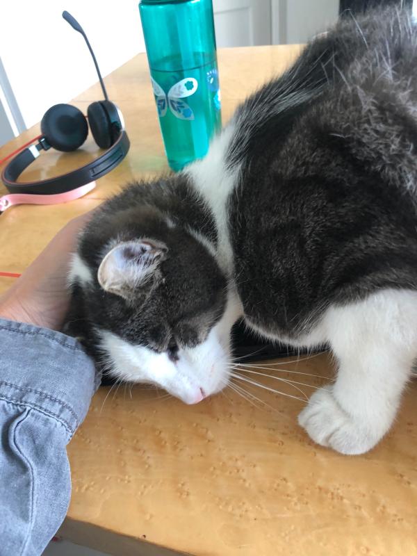 Buddy