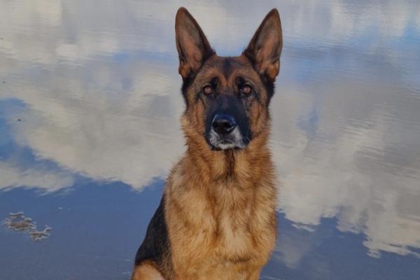 Hera