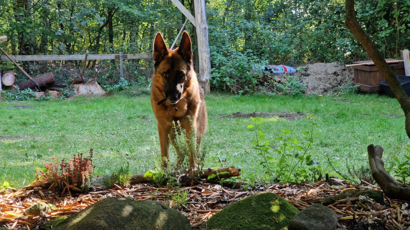Hera