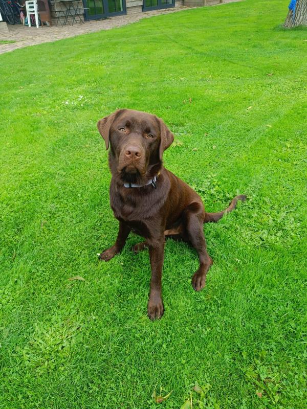 Bear