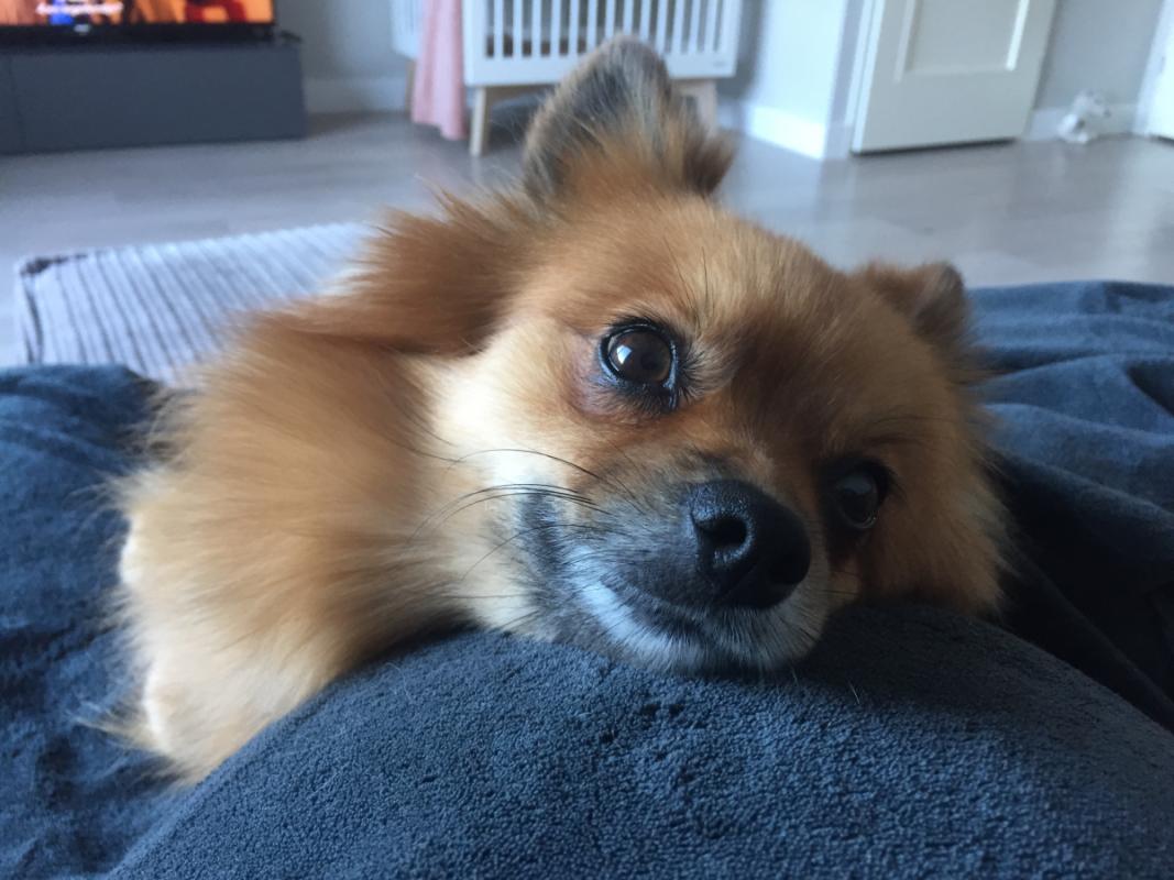 Keesje