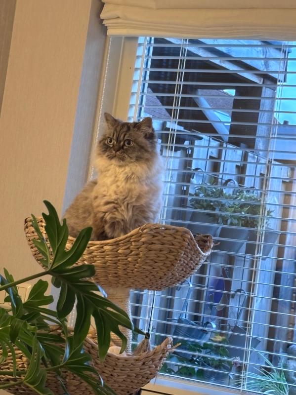 Mia