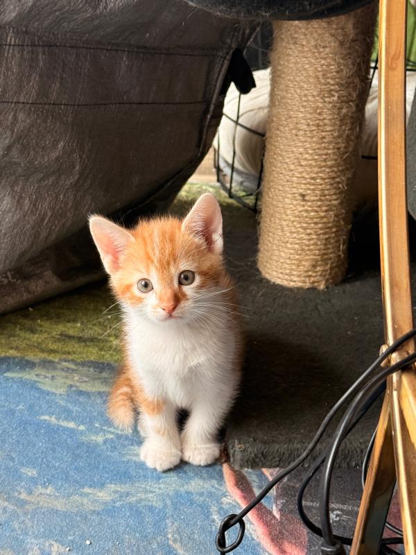 Ginger