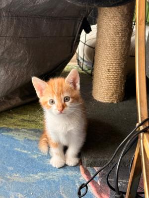 Ginger