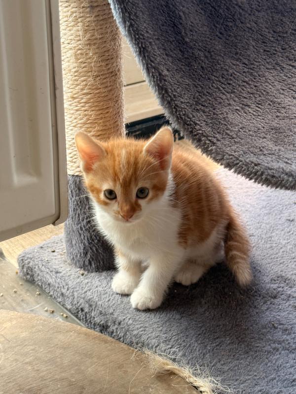 Ginger