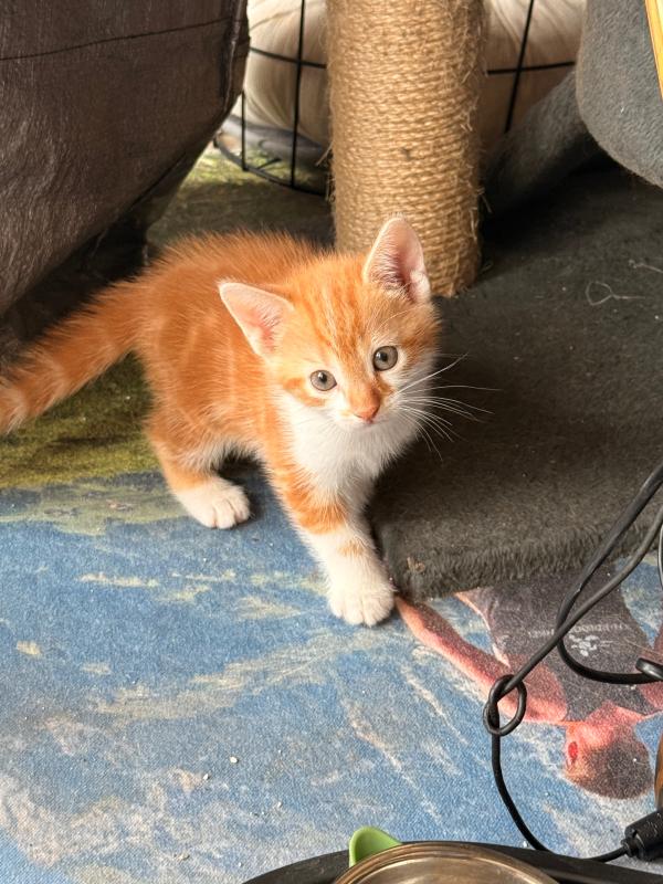 Ginger