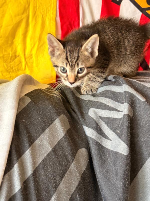 Sophia