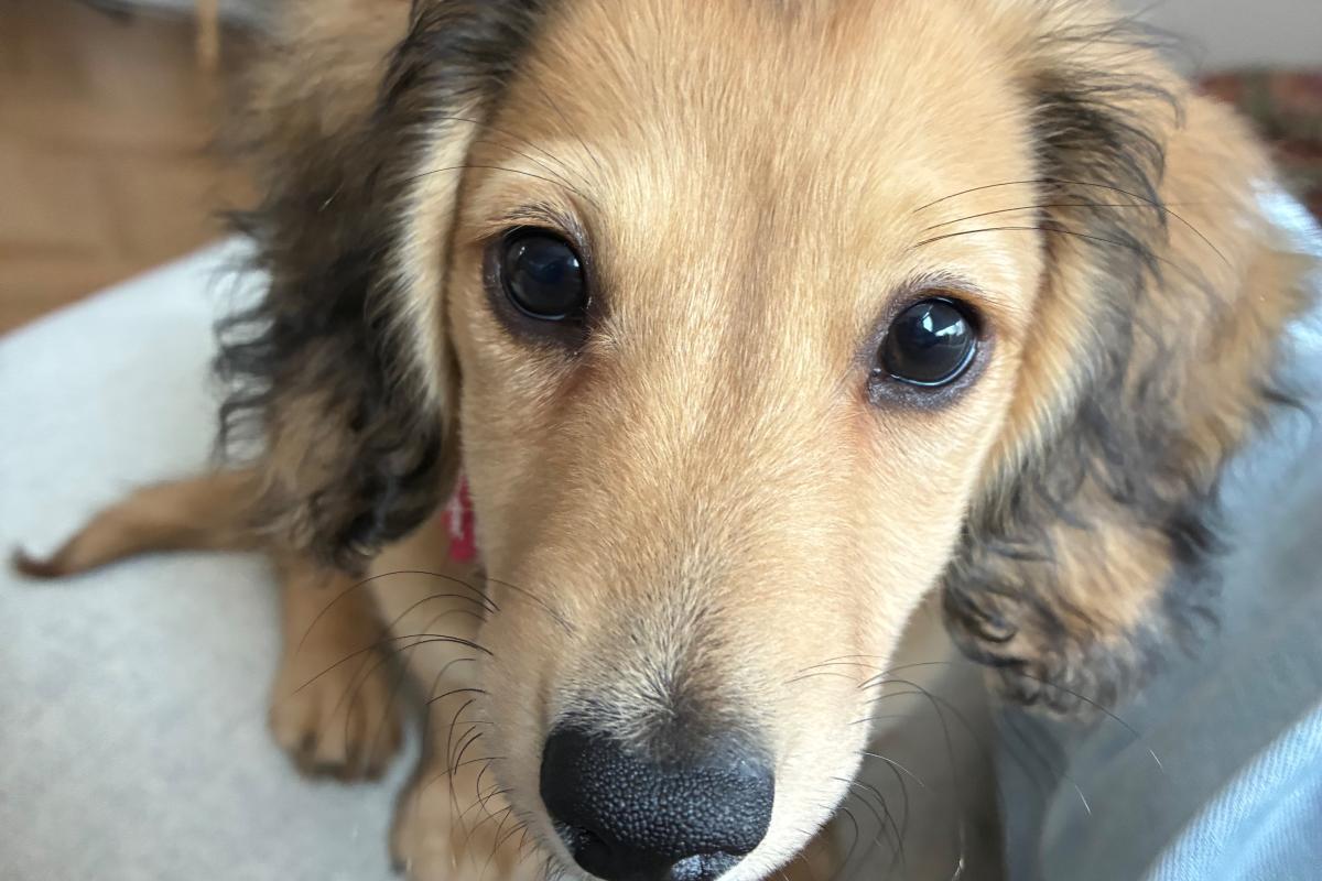 Pip
