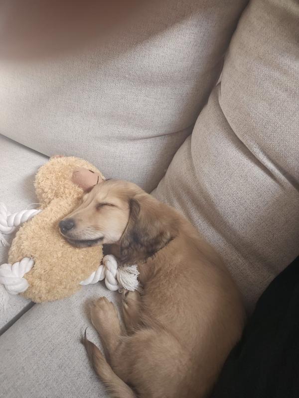 Pip