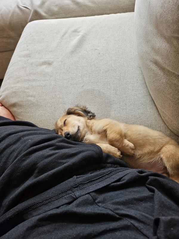 Pip