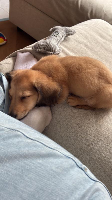 Pip