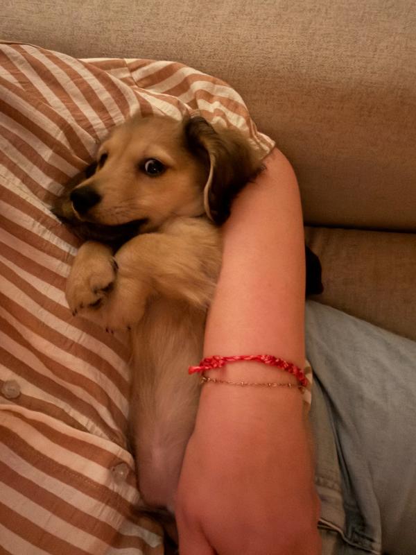 Pip
