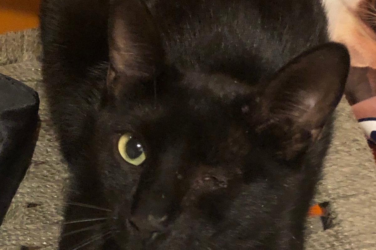 Willy