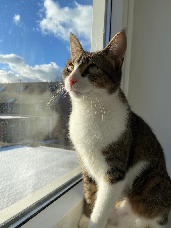 Mila
