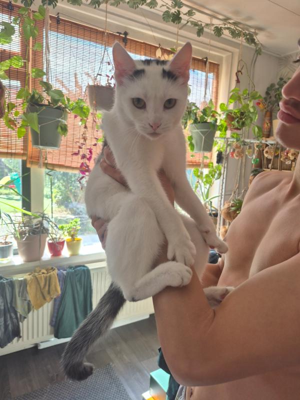 Mow