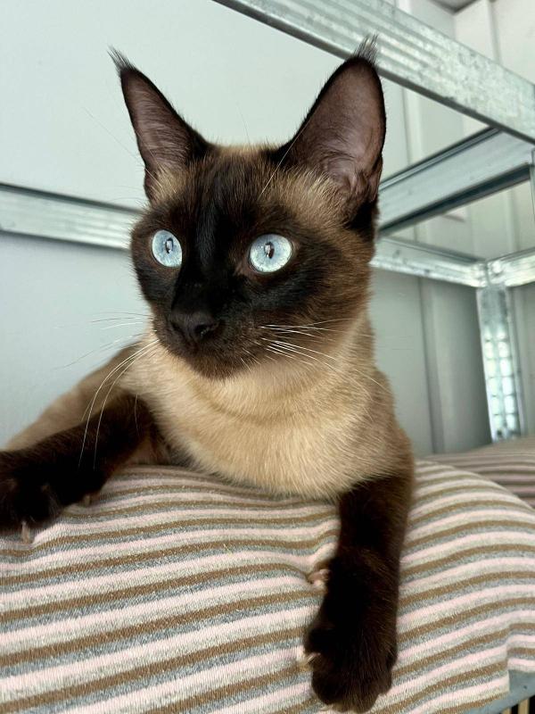 Sr. Cotton