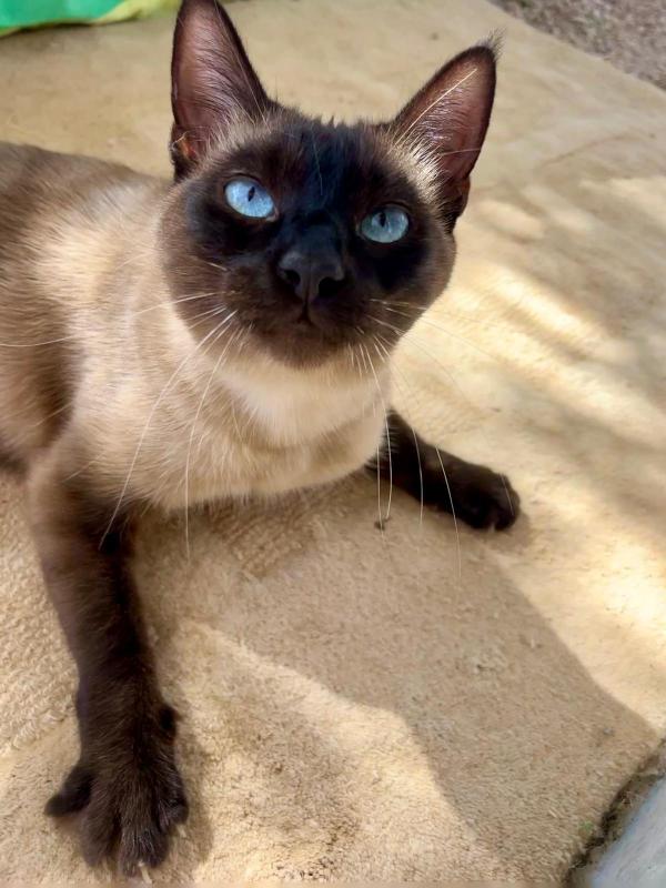 Sr. Cotton