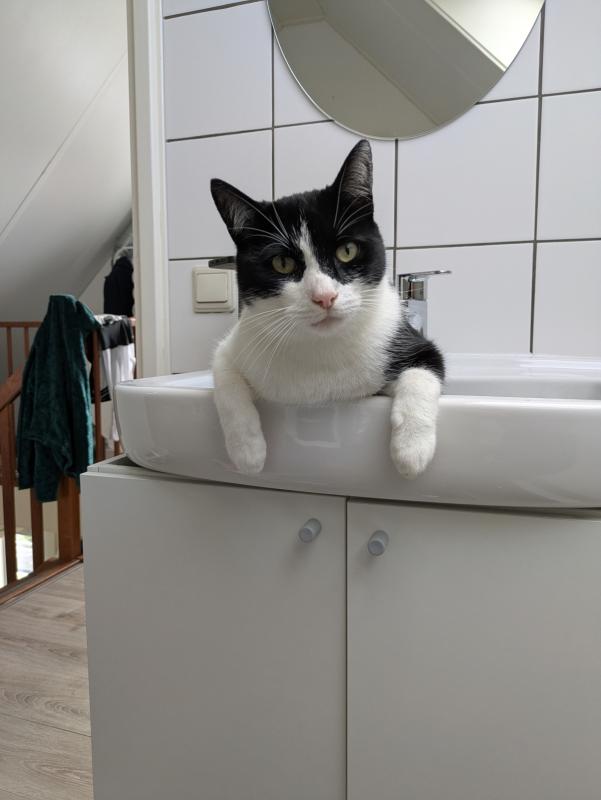 Oreo