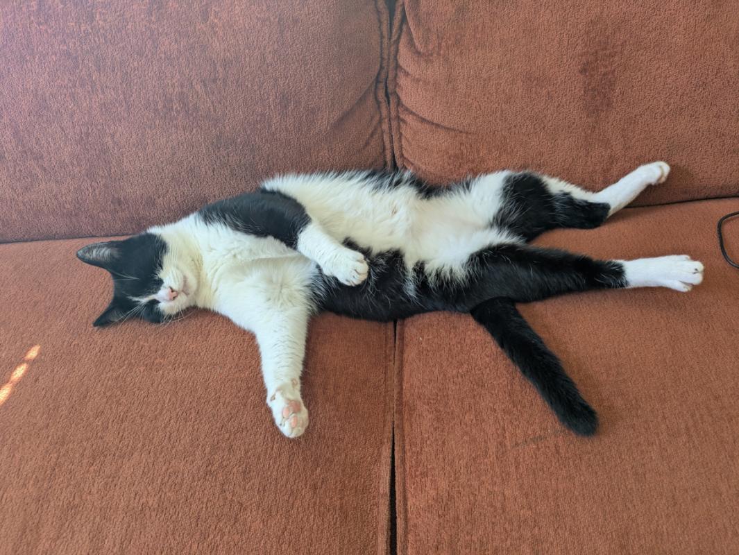 Oreo