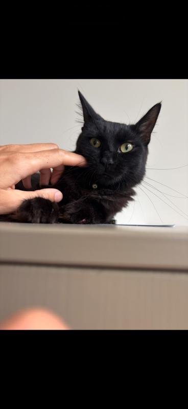 Nala