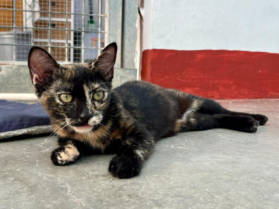 Tara