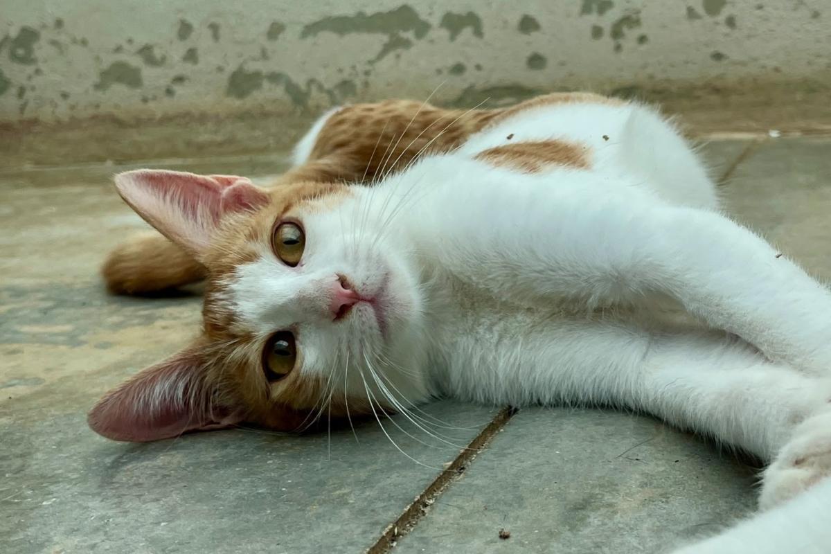 Oscar
