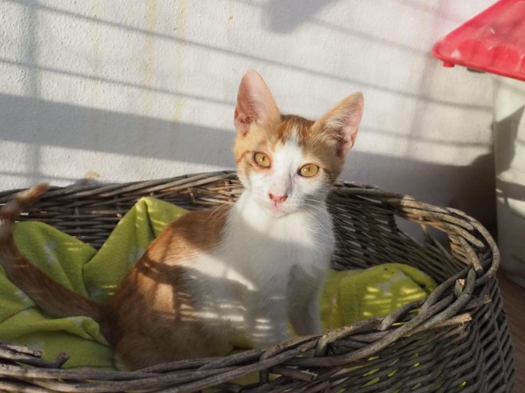 Oscar