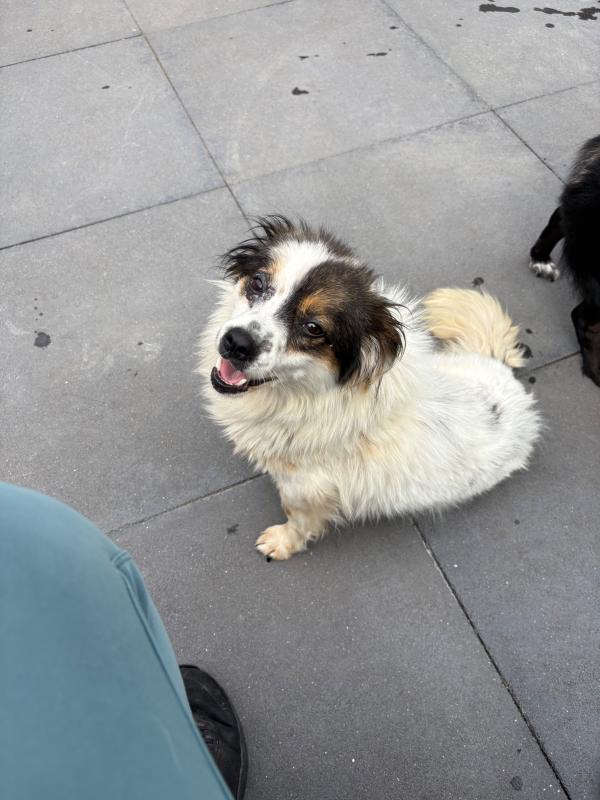 Mateo
