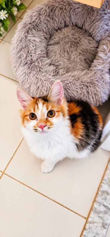 Kiki