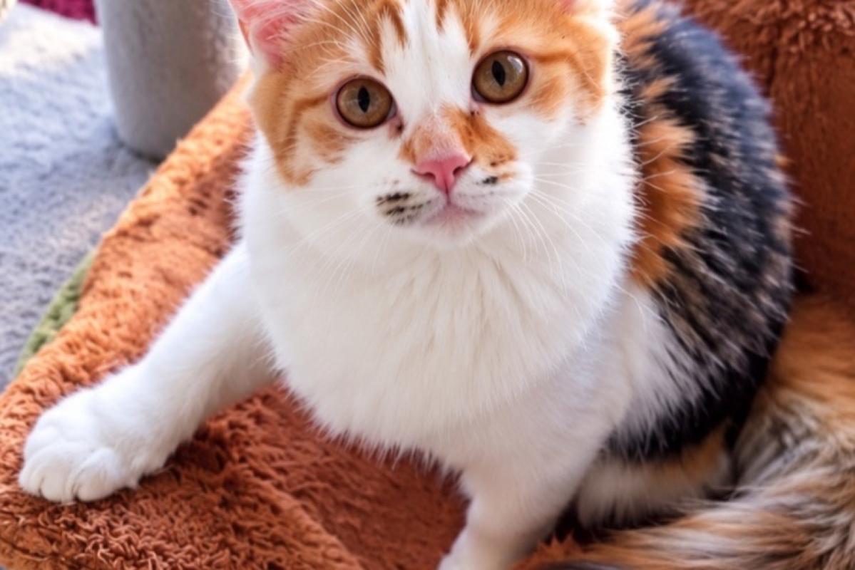Kiki
