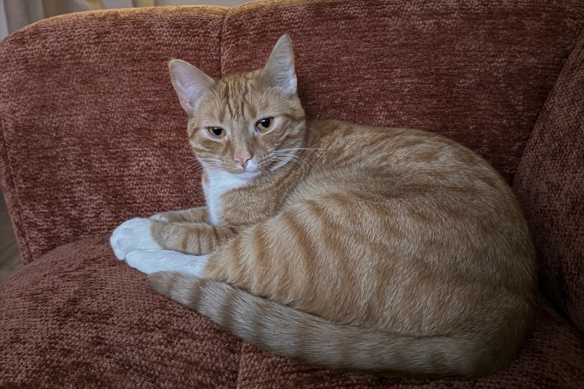 Gijs